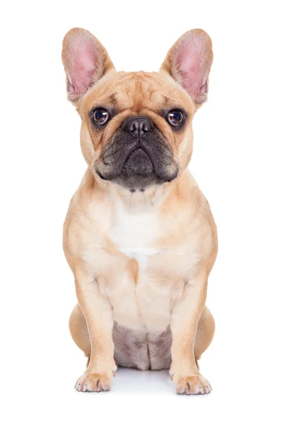 Fawn french bulldog — Stock Photo, Image