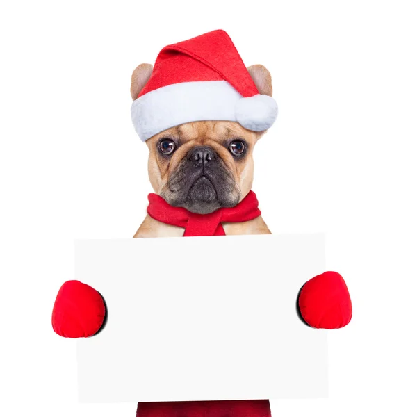 圣诞狗 — 图库照片