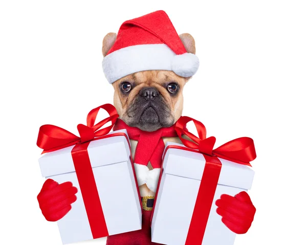 Perro de Navidad — Foto de Stock