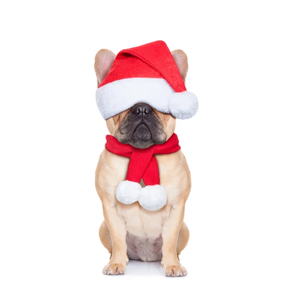 Santa calus hond — Stockfoto