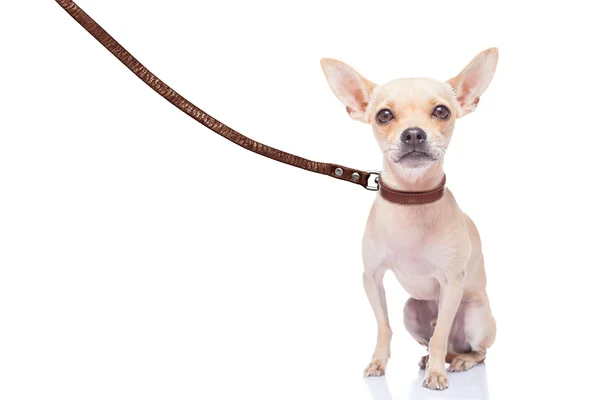 Dog walker — Stock Photo, Image