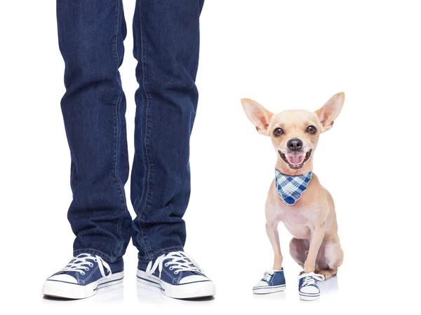 Dog and owner — Stock Photo, Image
