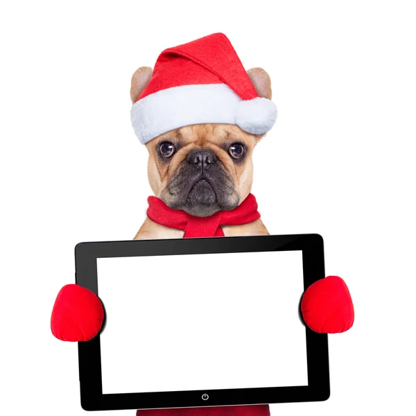 Christmas dog — Stock Image Christmas dog Stock Picture
