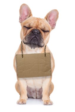 evsiz köpek