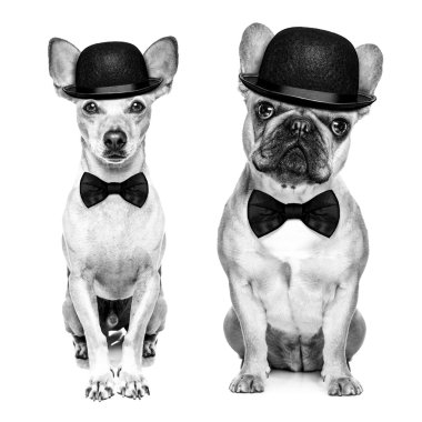 komik retro köpek