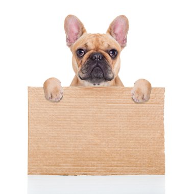 evsiz köpek