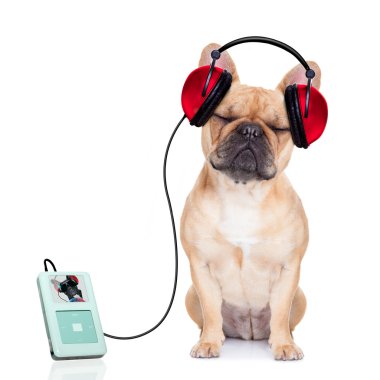köpek müzik