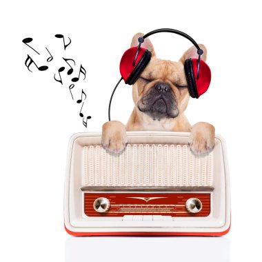 köpek rahatla müzik
