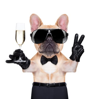 serin parti köpek