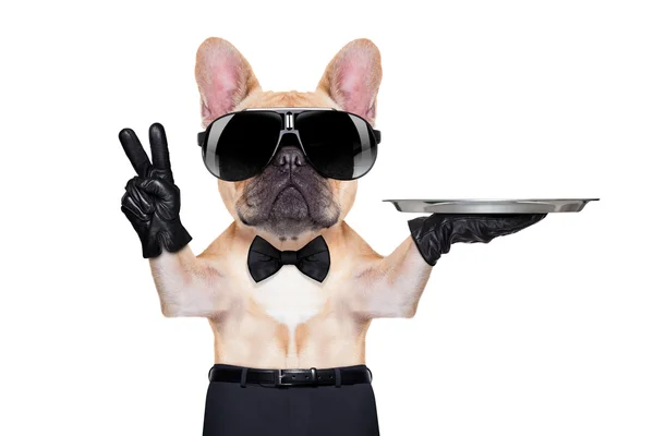 Cooler Partyhund — Stockfoto