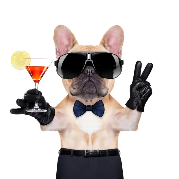 クールなパーティー犬 — ストック写真