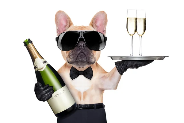 Cooler Partyhund — Stockfoto