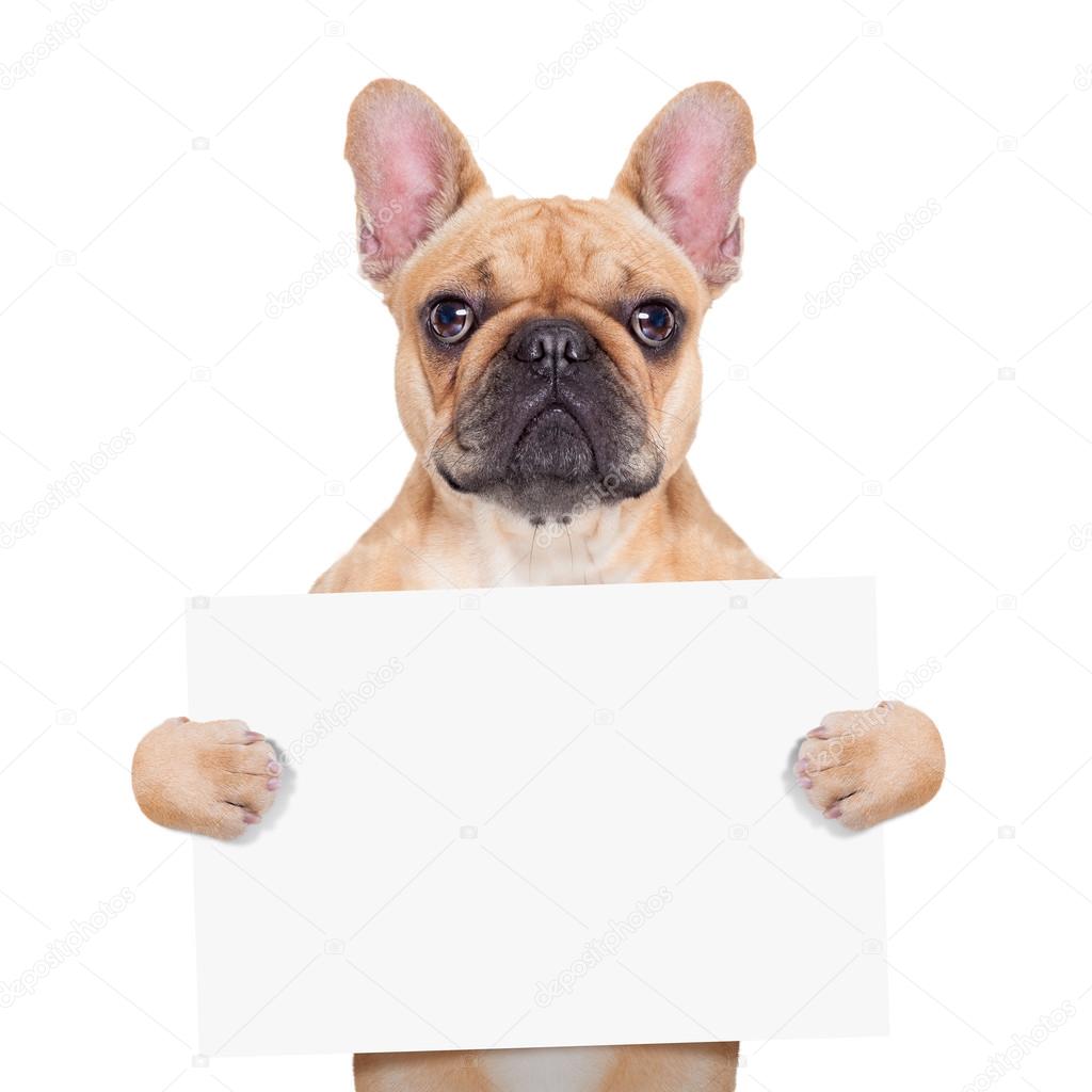 banner placard dog