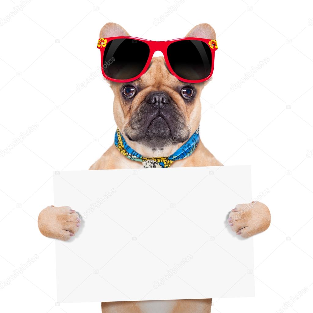 banner placard dog