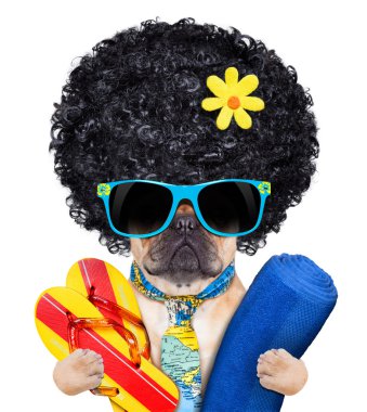 serin plaj köpek