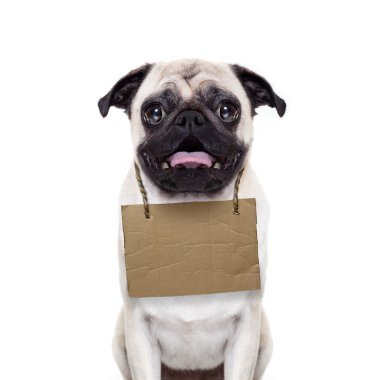 evsiz köpek