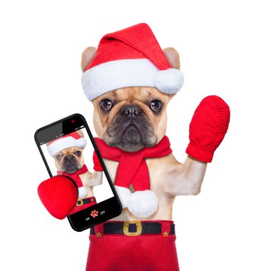 Noel selfie köpek