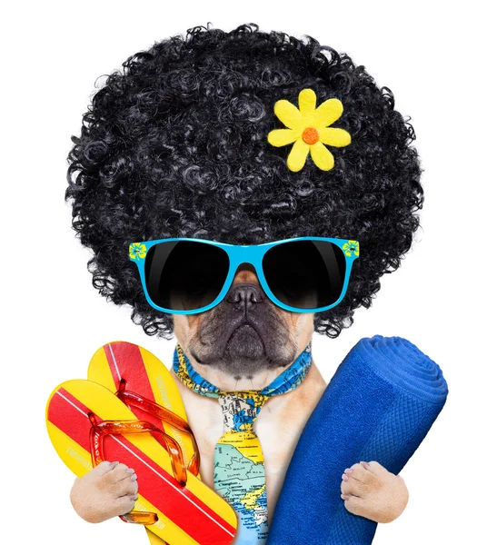 serin plaj köpek