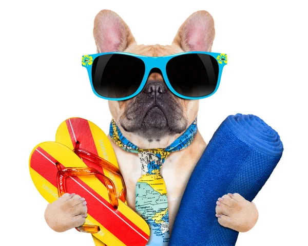 Cool beach dog — Stock Photo, Image