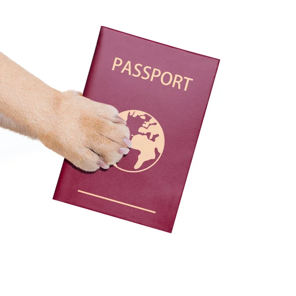 Собака паспорт — стокове фото