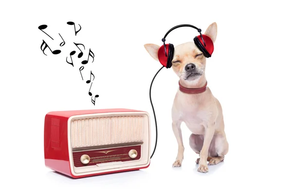 Dog   relax music — Stock Photo, Image