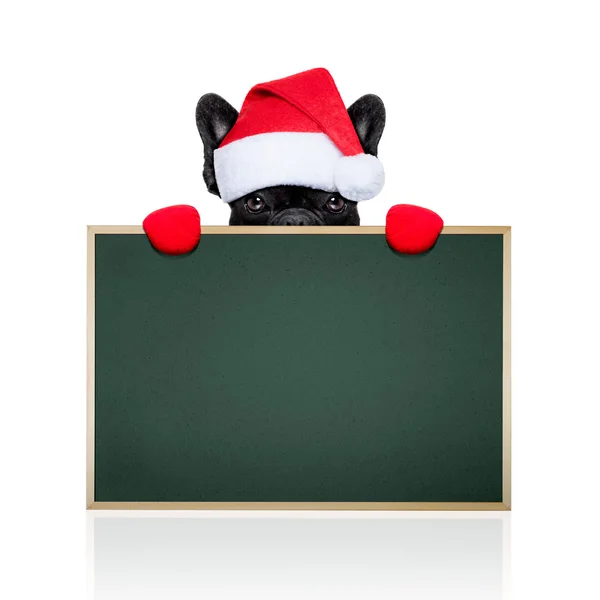 Papai Noel Dog — Fotografia de Stock