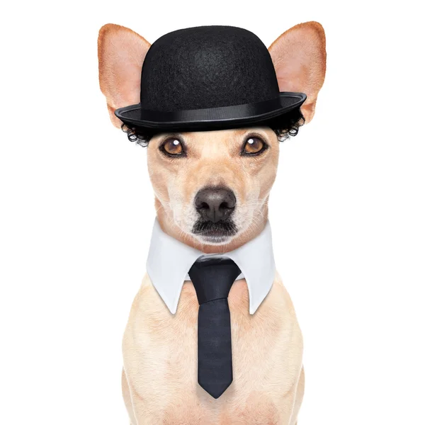 Funny retro dog — Stock Photo, Image