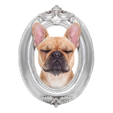 köpek bir çerçeve içinde