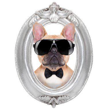 köpek bir çerçeve içinde
