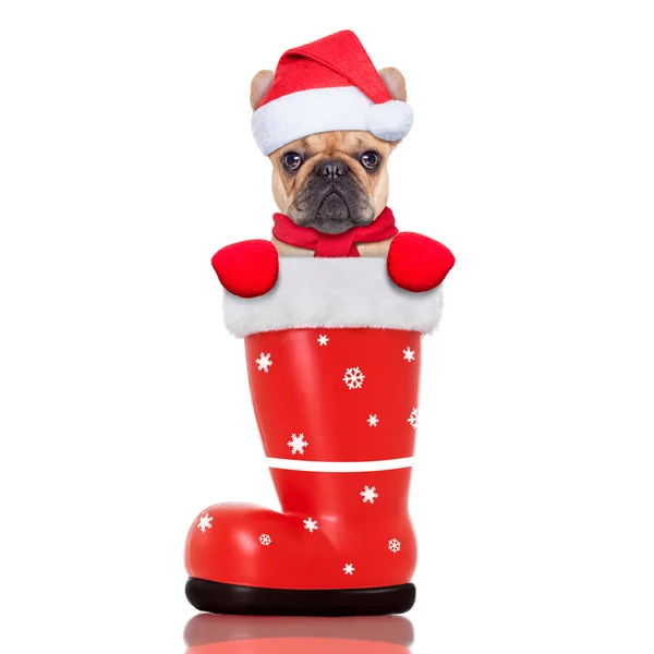 Perro de Navidad en una bota santa roja — Foto de Stock