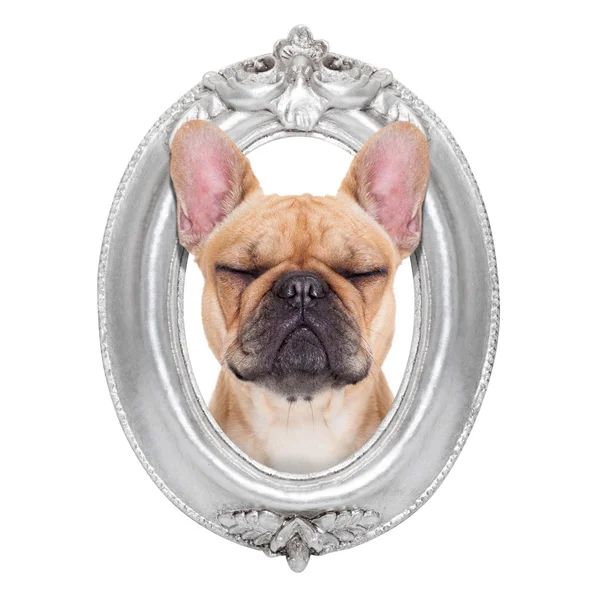 Dog in a frame — Stock Photo, Image