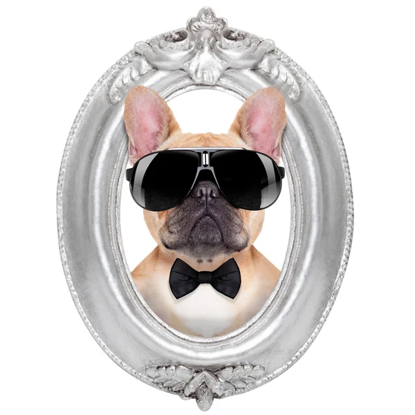 Dog in a frame — Stock Photo, Image