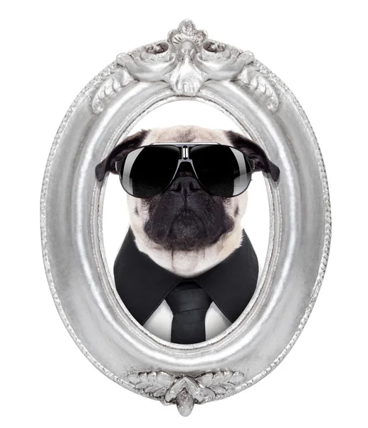 Dog in a frame — Stock Photo, Image