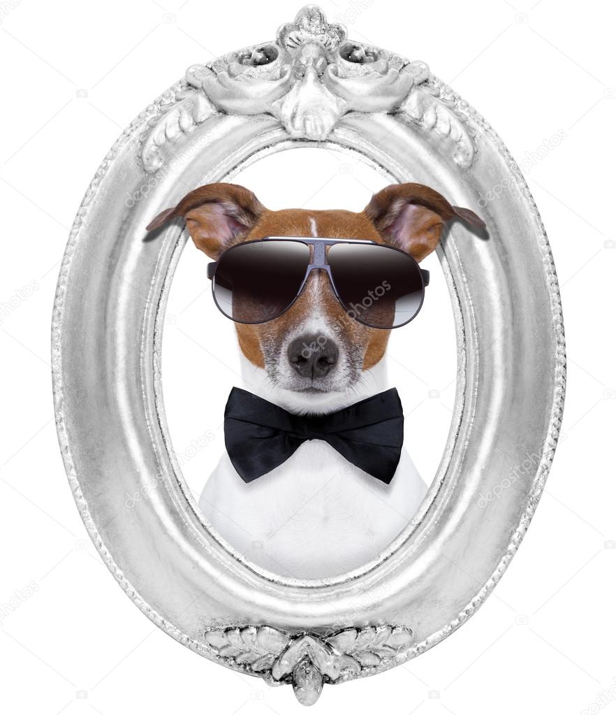 dog in a frame