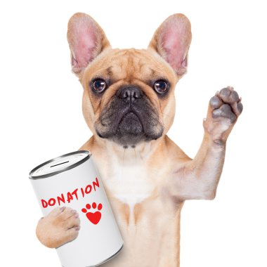 Bağış köpek