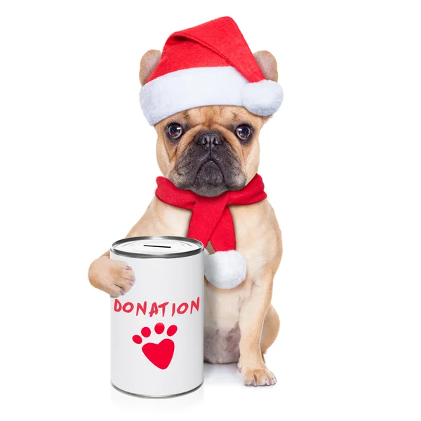 Donatie hond — Stockfoto