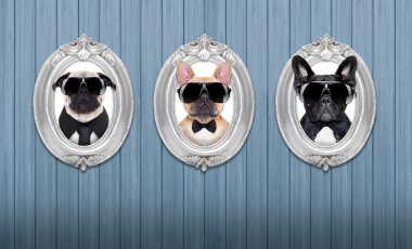 köpek çerçeveler içinde
