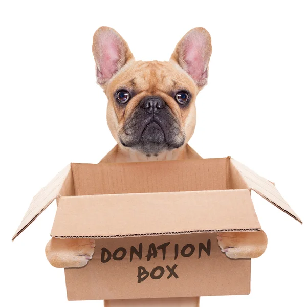 Cão caixa de doação — Fotografia de Stock