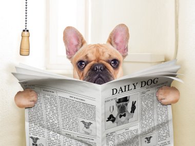 köpek tuvalet