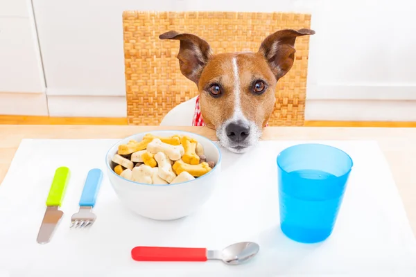 Hungry dog — Stock Photo, Image