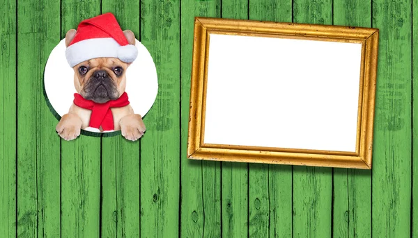 圣诞狗 — 图库照片