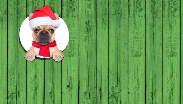 Christmas dog — Stock Photo, Image