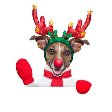 Ren geyiği köpek