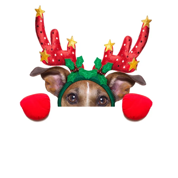 Reindeer dog — Stock Photo, Image