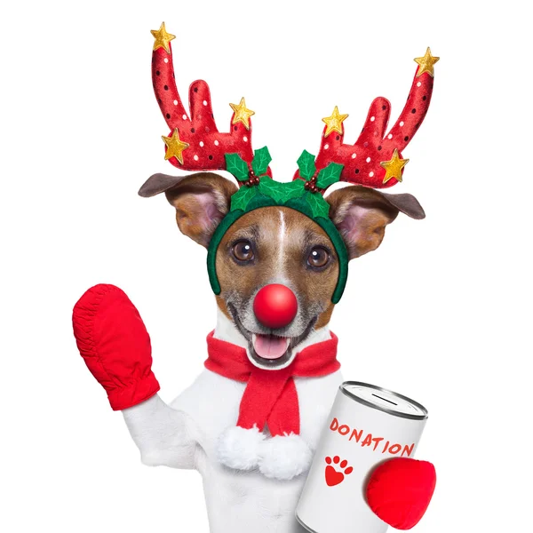 Reindeer dog — Stock Photo, Image