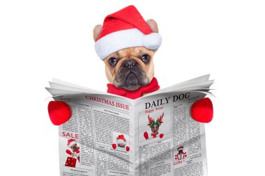 köpek okuma gazete