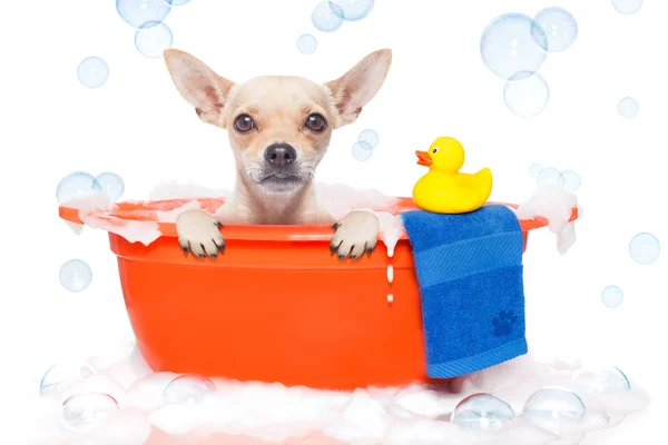 Cão tomando um banho — Fotografia de Stock