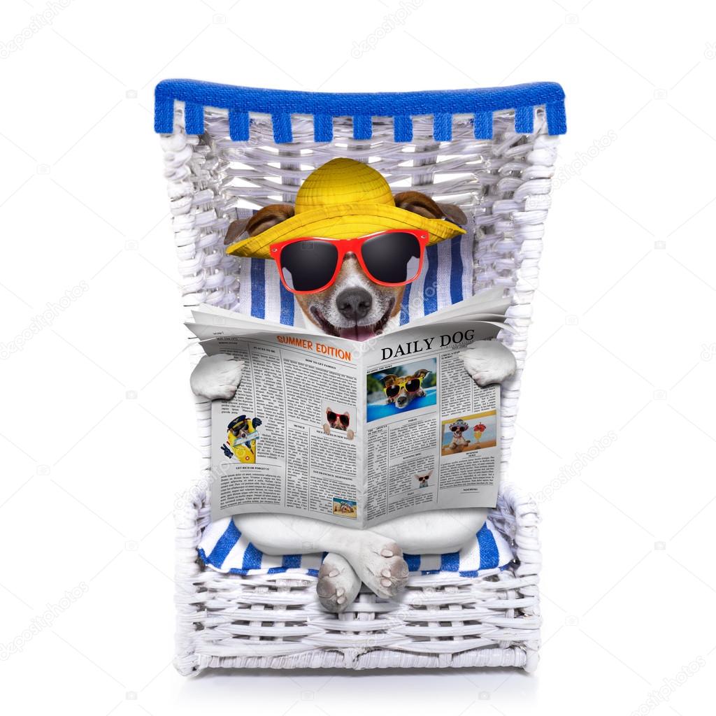 dog beach chair