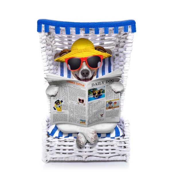 Hund strandstol — Stockfoto