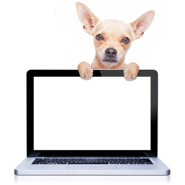 bilgisayar köpek